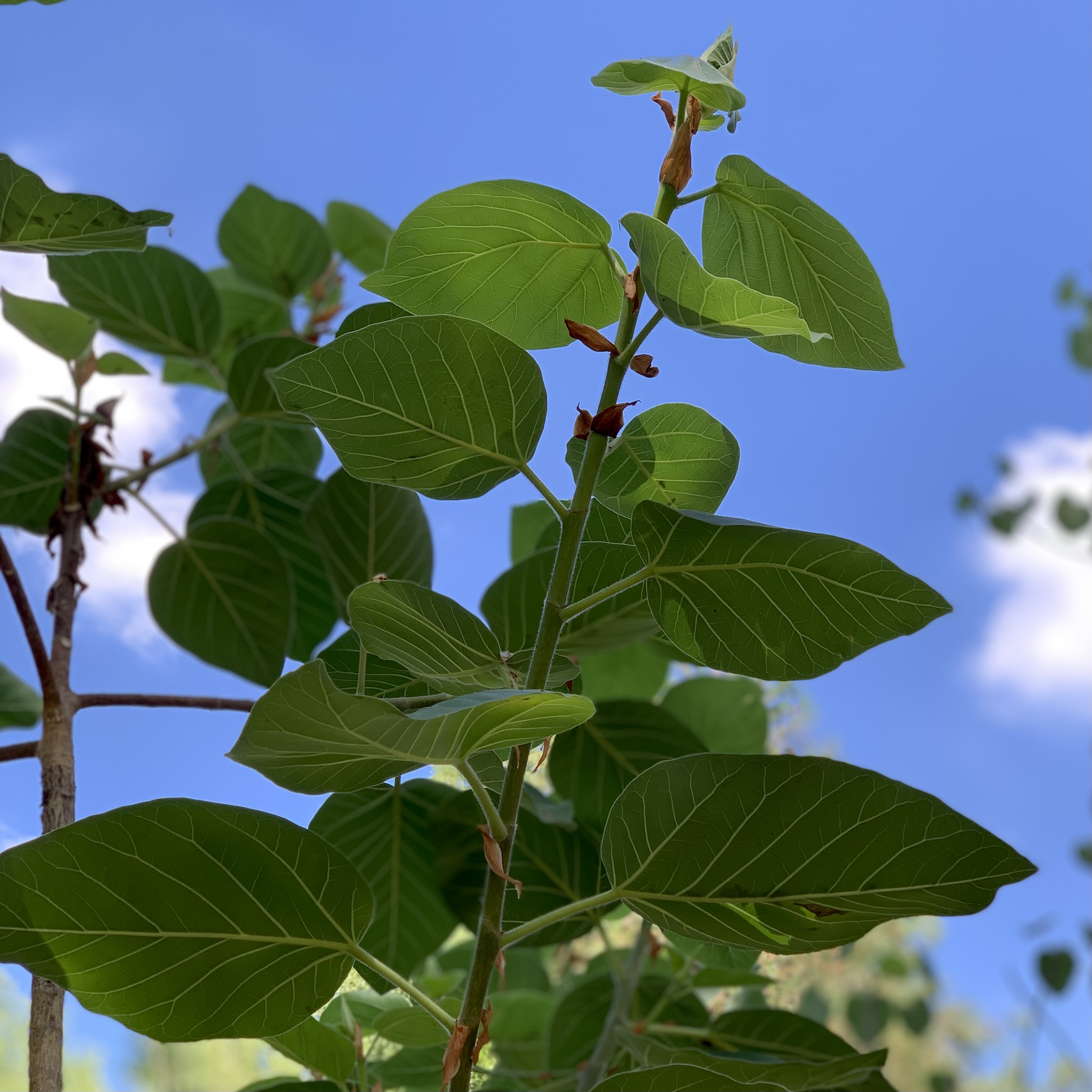 Photo of ficus palmeri